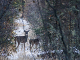 Deer on the trapline. Photo: James Tan